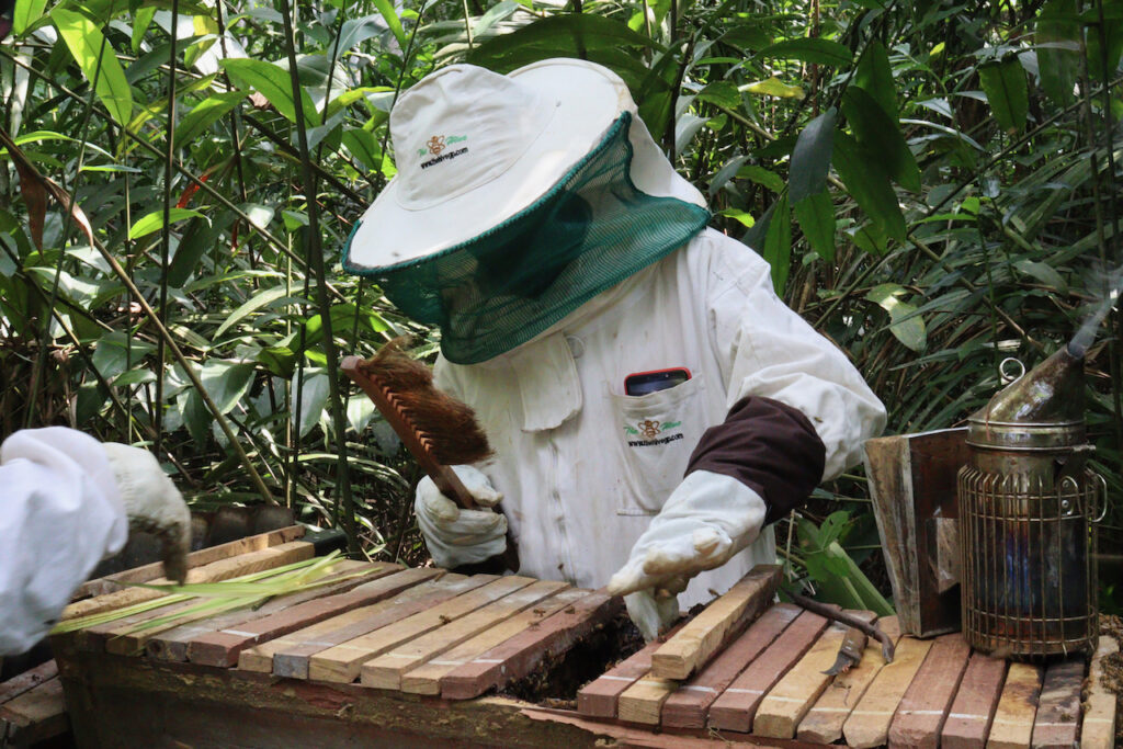 APiculteur:entretient des ruches:A2E Ebyeng:22 12 2021