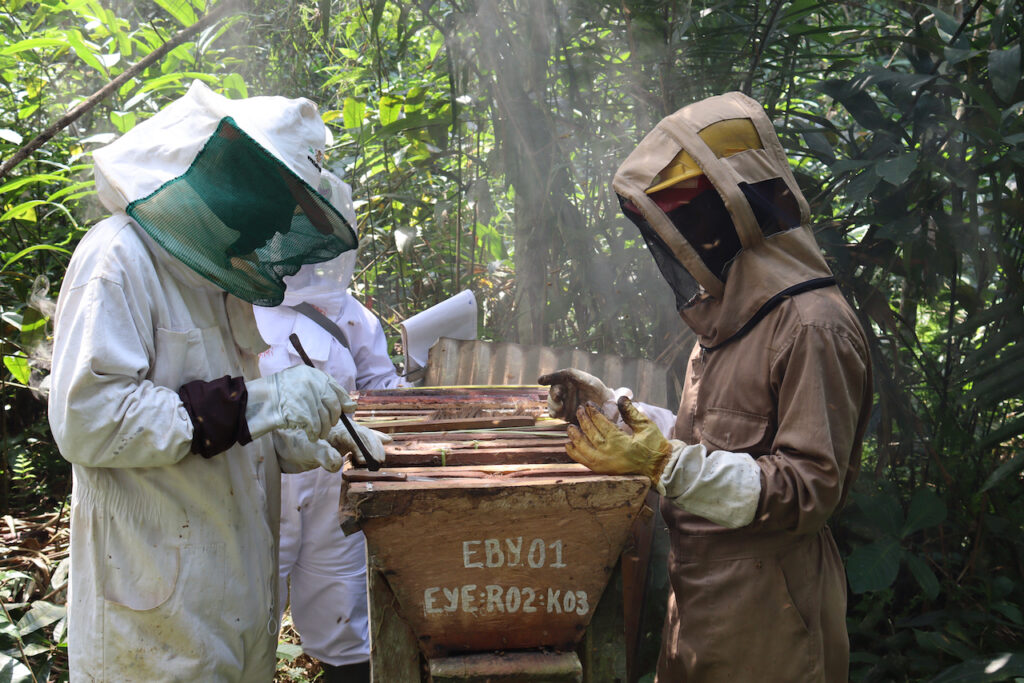 Apiclteurs:A2E Ebyeng:22 12 2021:.jpeg