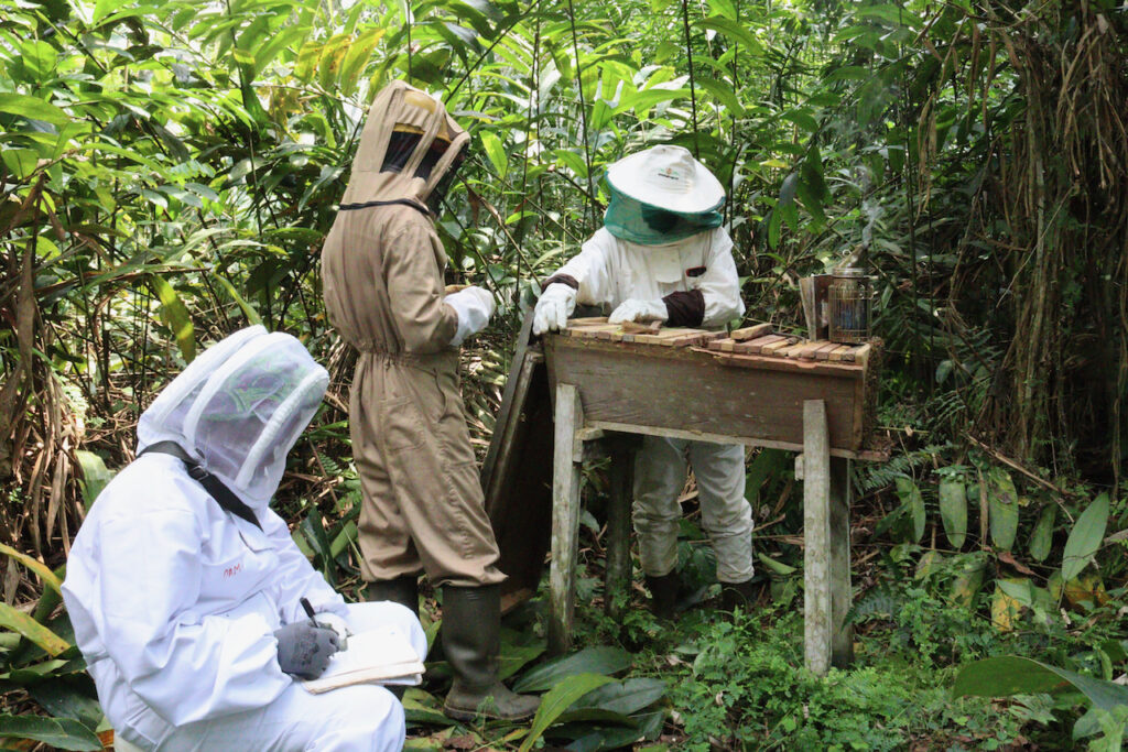 Apiculteurs:A2E Ebyeng:22 12 2021