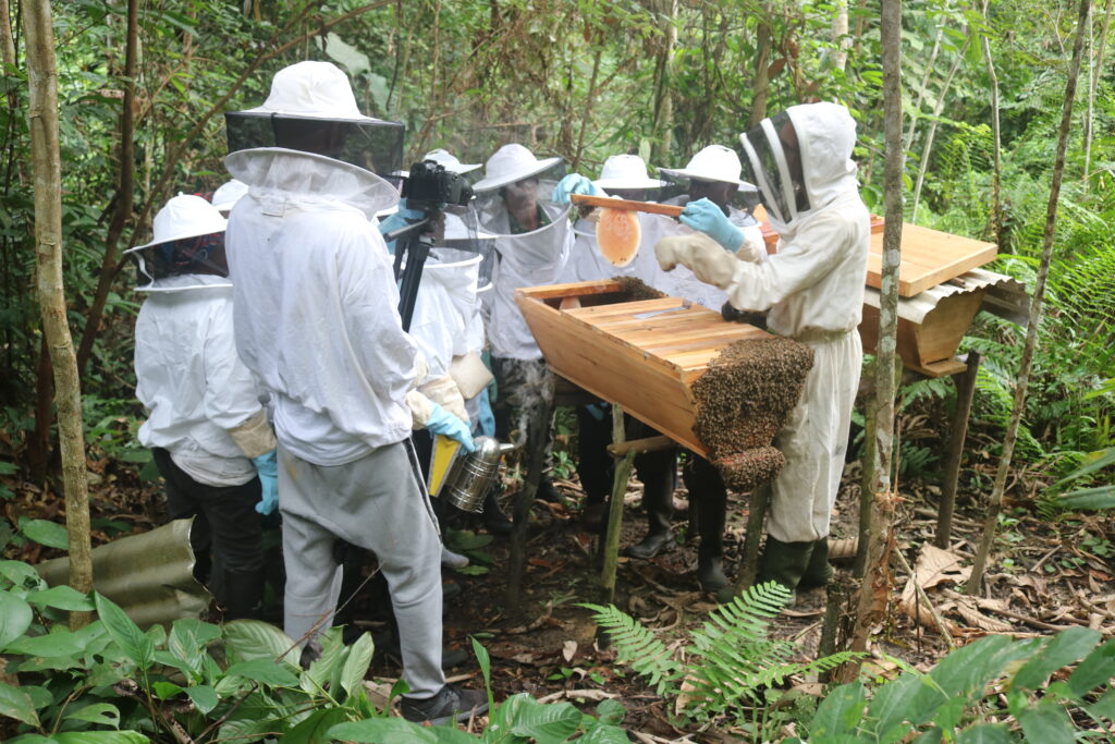 Apiculteurs:Diambu Ghamangu:Mamiénguè:23 05 2023