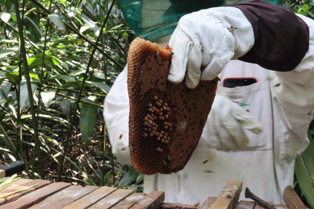 Apiculture:A2E-Ebyeng:22 12 2021