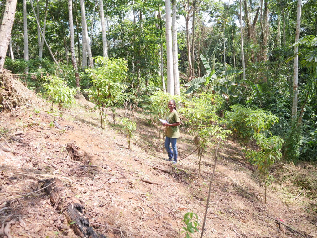 Claude Evny MM:Muyissi:plantation d'iboga:Cacum:Mandilou:27 02 2025