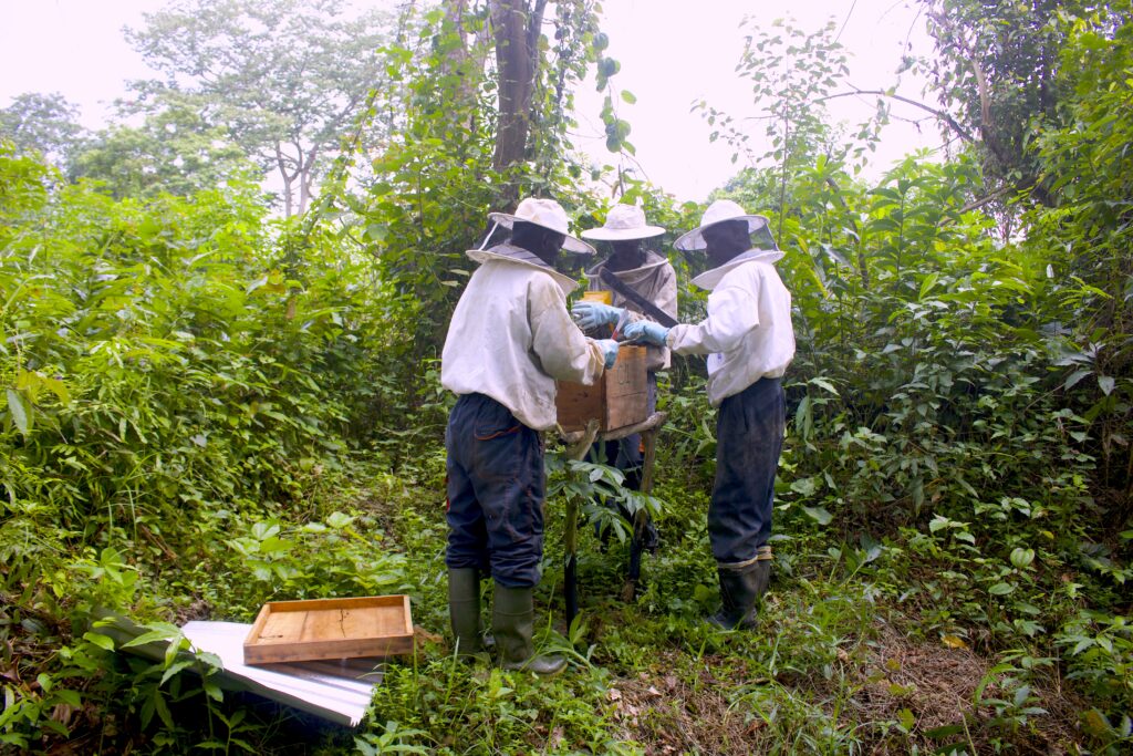 Equipe apiculteur:Opango motsi-St Martin:22 05 2024