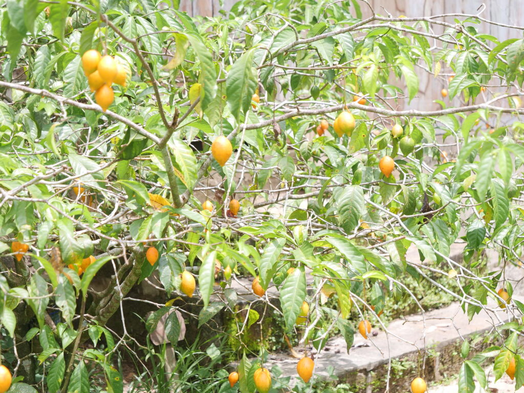 Fruits d'Iboga 1 : Issika : Okolassi 19 04 2023