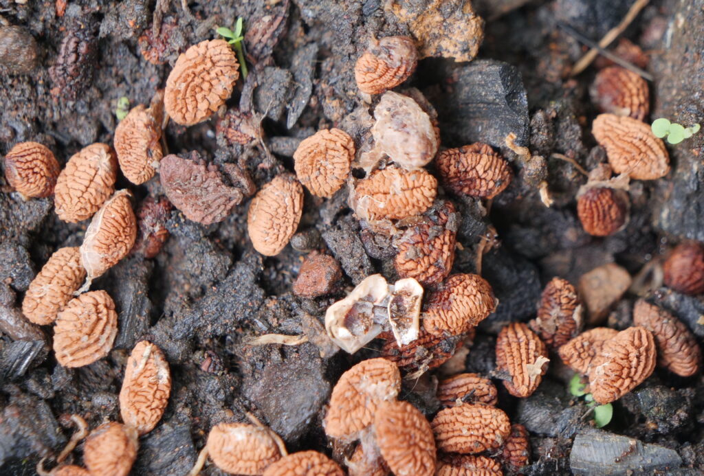 Graine d'Iboga 1:Ebyeng-Edzouameniene:22 09 2024