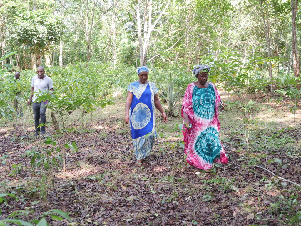 Membres Cacum:comptage pieds d'iboga:plantation:Mandilou:27 022025