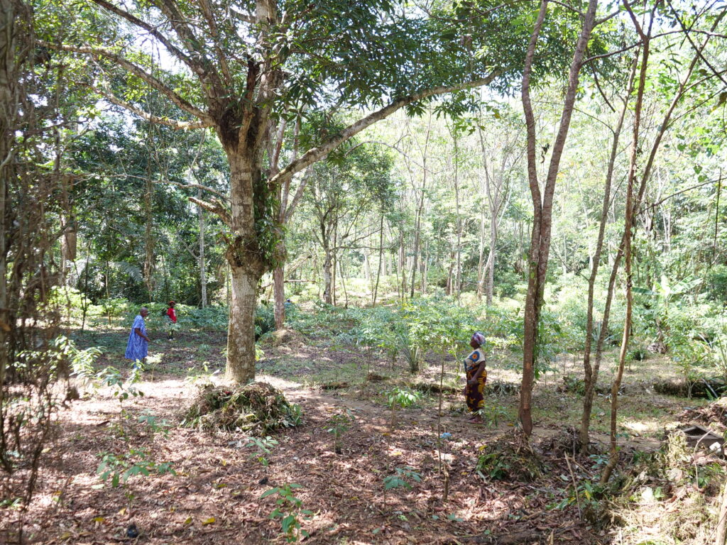 Membres Cacum:plantation d'iboga:Mandilou:27 02 2025