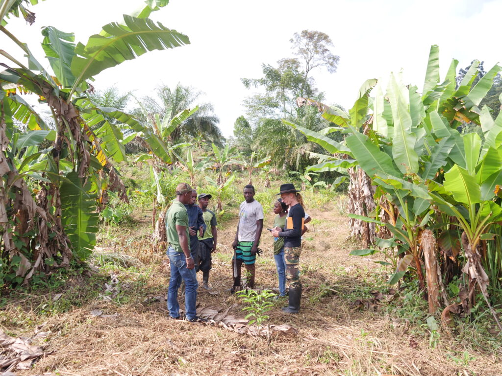 Membres Diambu Ghamangu:plantation d'iboga:Mamiengué:28 02 2025