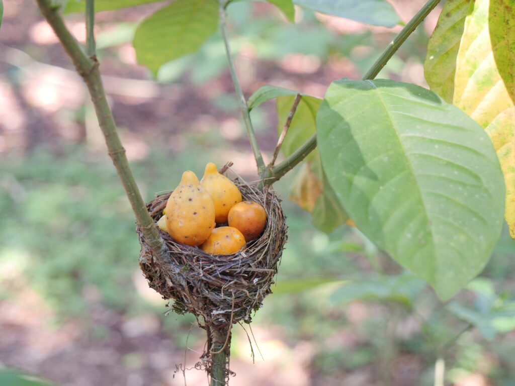 Nid iboga:Cacum:plantation:Mandilou:27 02 2025