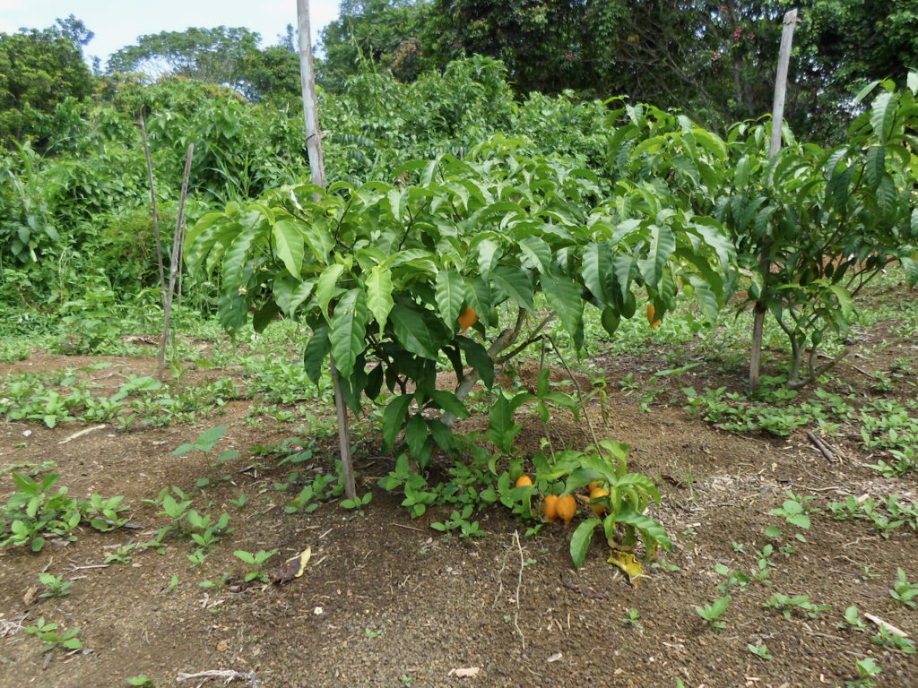 Pied d'Iboga 1 : Opango Motsi : St Martin : 11 09 2023