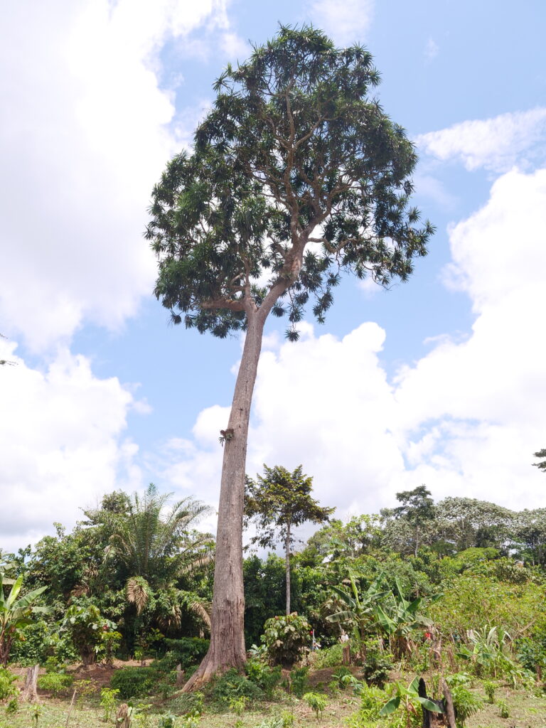 Plantation 2:Ebyeng-Edzouameniene:22 09 2024