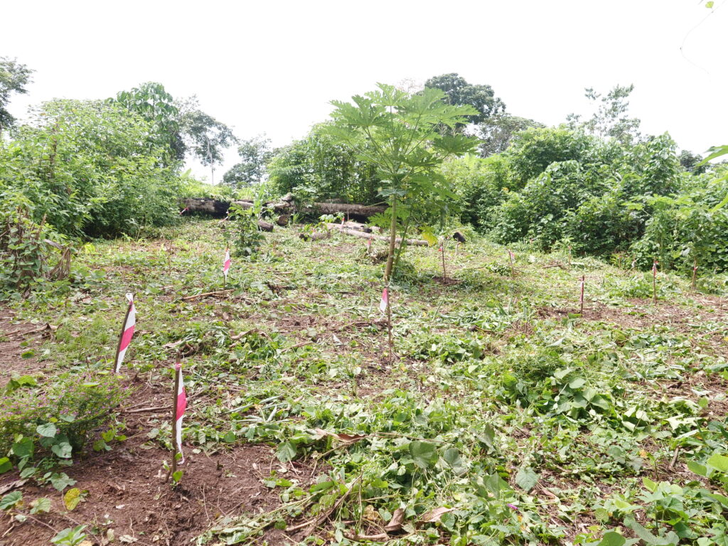 Plantation d'iboga:Mussinda-Mongo:Opeko:21 03 2025:.