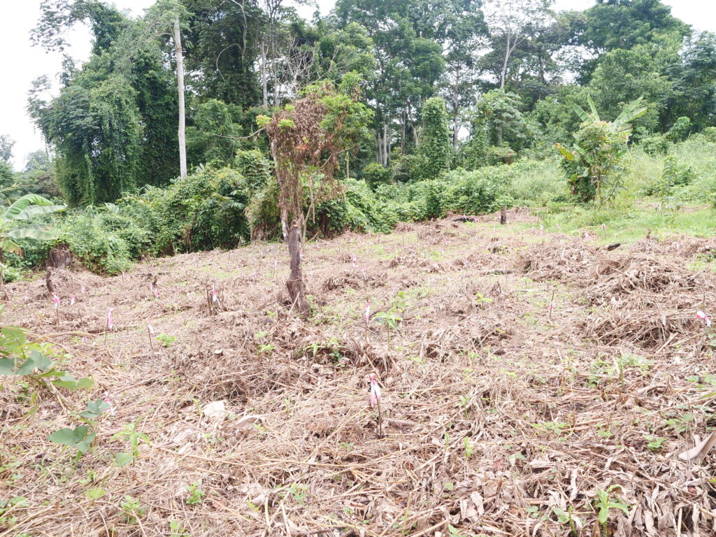 Plantation d'iboga:Mussinda-Mongo:Opeko:21 03 2025.