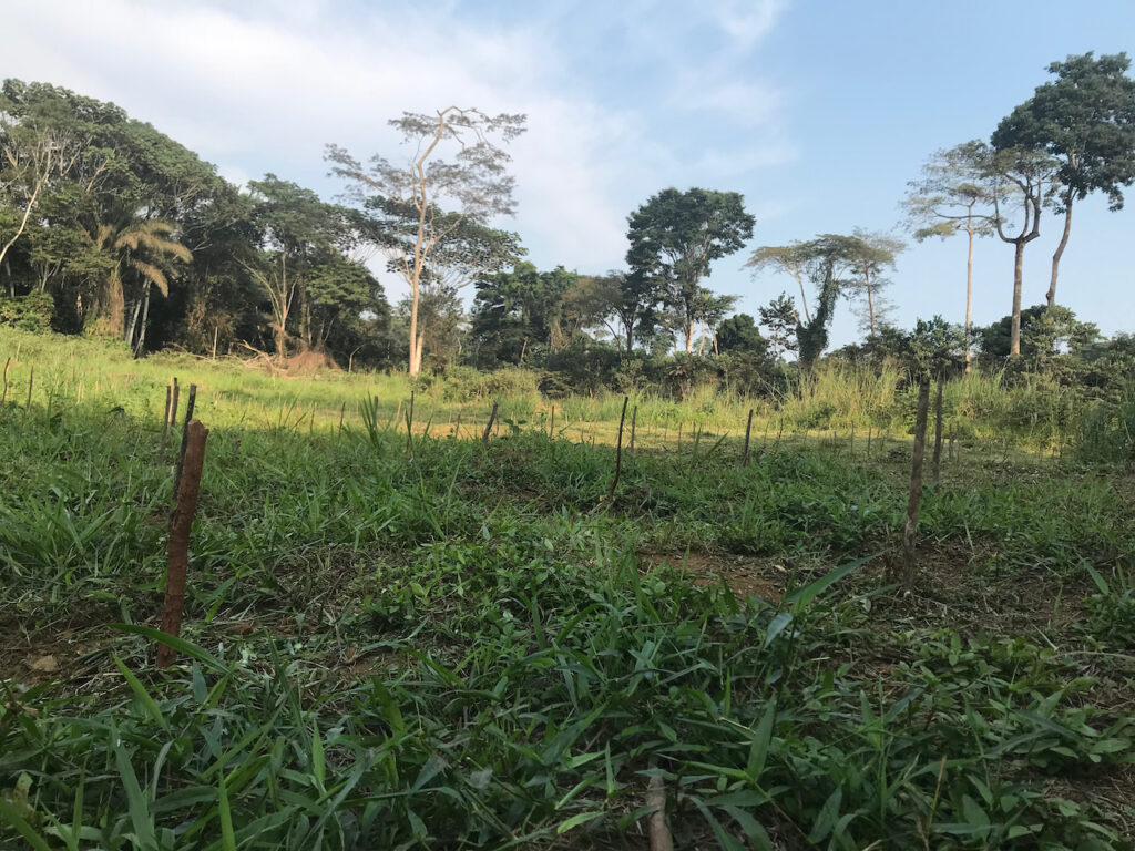 Plantation iboga:A2E:Ebyeng:09 07 2018:.jpeg