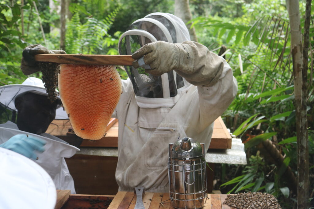 Rayon de miel 1 : Diambu Ghamangu : Mamiengue : 23 05 2023