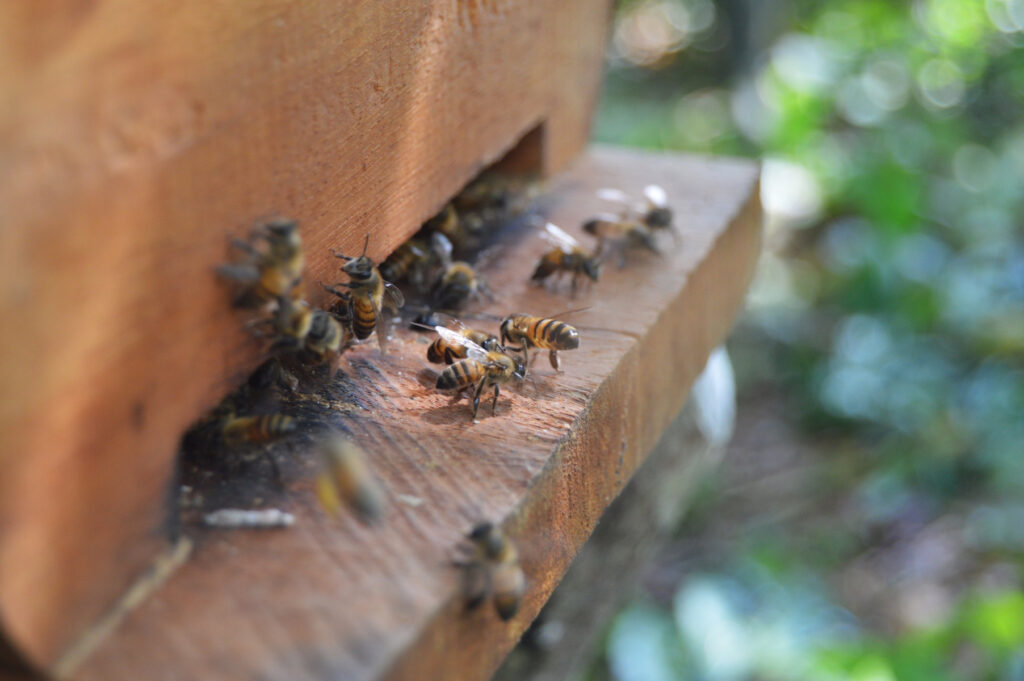 Ruche : Opango Motsi : St Martin : 02 06 2023