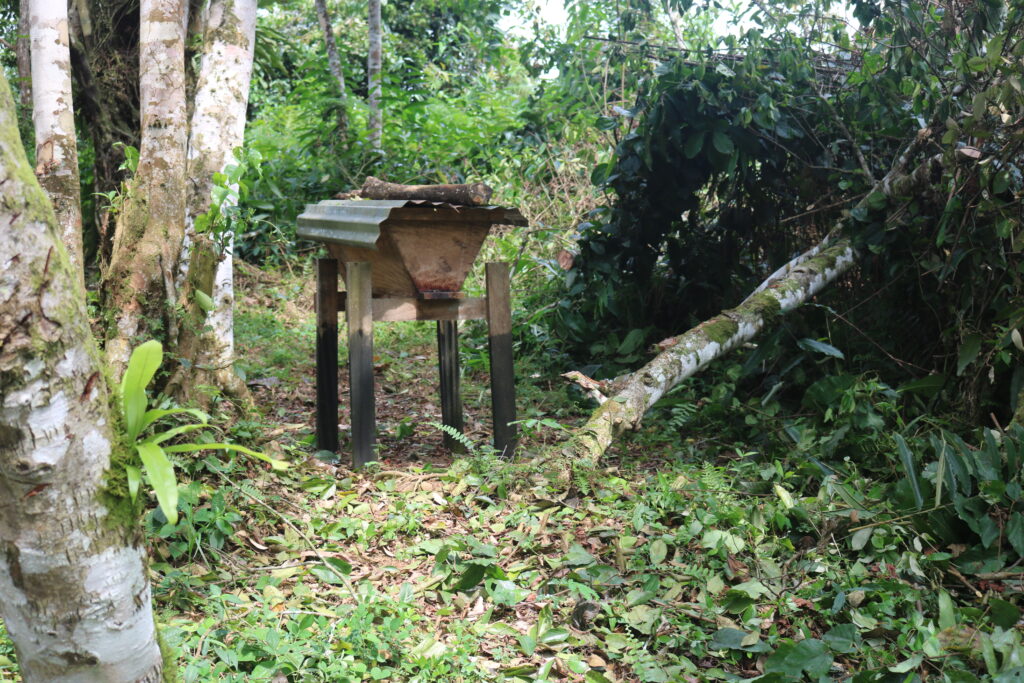 Ruche:plantation:Rene Mabondo:25 03 2022