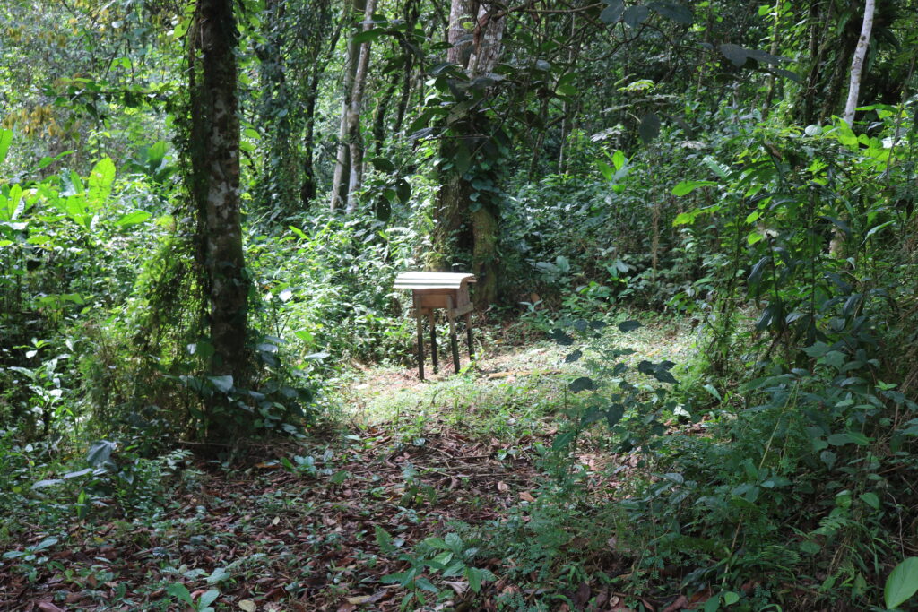 Ruche:plantation:Rene Mabondo:Muyiku:25 03 2022.