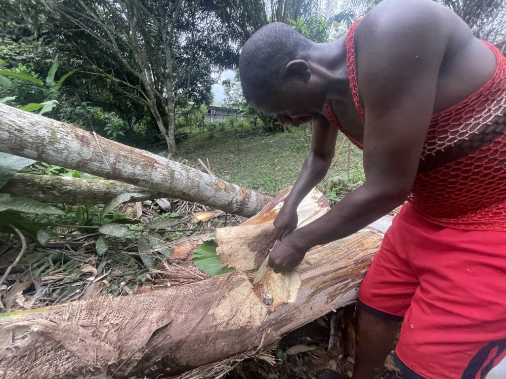 Vincent recolte le vin de palme 5 : Issika : Okolassi 30 07 2023