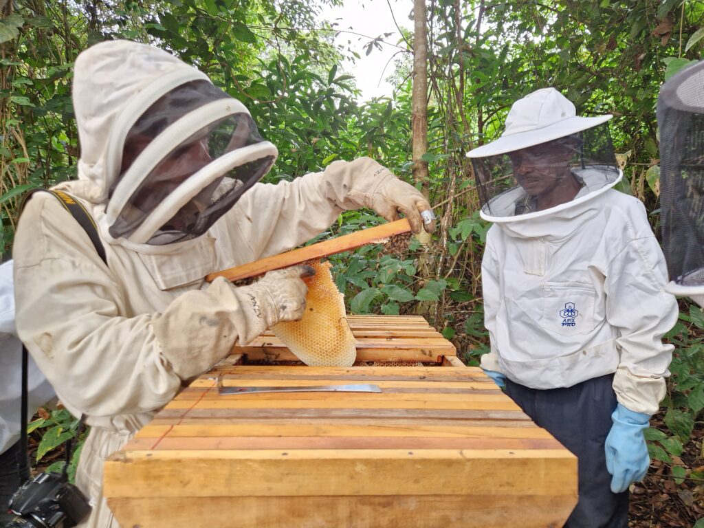 Yann Q:Franck Mouéka:apiculteurs:Opango Motsi:St Martin:30 05 2023