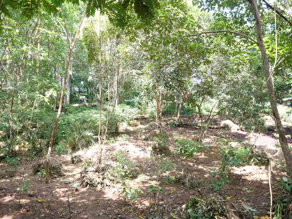 plantation d'iboga sous bois:Cacum:Mandilou:27 02 2025