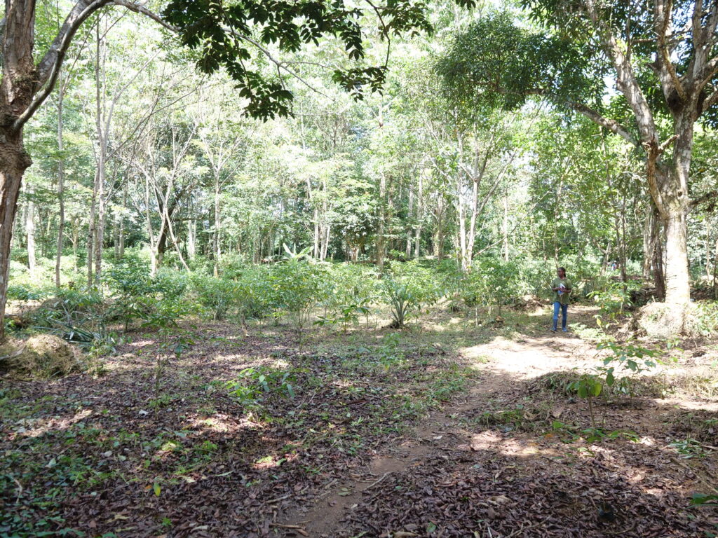 plantation d'iboga sous bois:Cacum:Mandilou:27 02 2025:.JPG