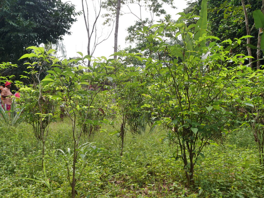 plantation d'iboga:Diambu Ghamangu asso:03 08 2024