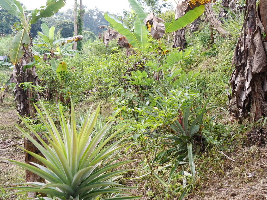 plantation d'iboga:Diambu Ghamangu:28 02 2025