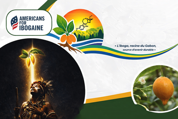 Iboga racine sacrée du Gabon, Bwiti et valorisation durable de l’ibogaïne/ Sacred Iboga Root in Gabon: Bwiti Tradition and Sustainable Ibogaine Development