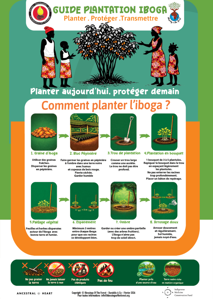 Guide de plantation de l'iboga expliquant étape par étape comment planter, protéger et transmettre l'iboga au Gabon, depuis la germination des graines jusqu'à l'entretien des jeunes plants.